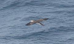 Puffinus lherminieri