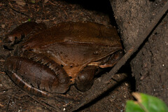 Leptodactylus pentadactylus