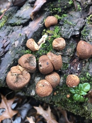 Apioperdon