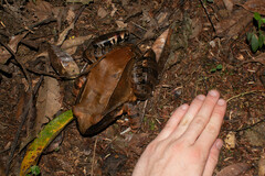 Leptodactylus pentadactylus