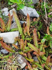 Blechnum penna-marina