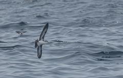 Puffinus lherminieri