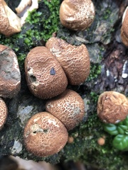 Apioperdon