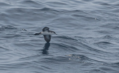 Puffinus lherminieri