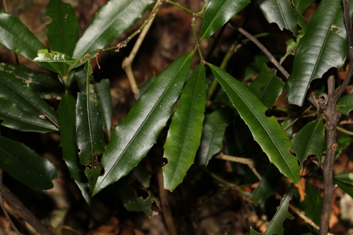 Image of Wilkiea austroqueenslandica by (c) Greg Tasney, some rights reserved (CC BY-SA)