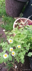 Tanacetum parthenium image