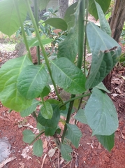 Persea americana