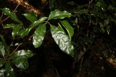 Actephila mooreana