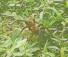 Theraphosinae