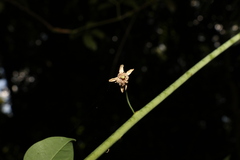 Streptothamnus moorei