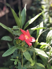 Abelmoschus moschatus