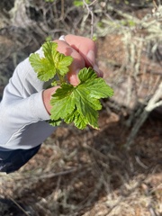 Ribes magellanicum