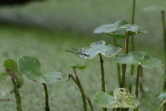 Ischnura