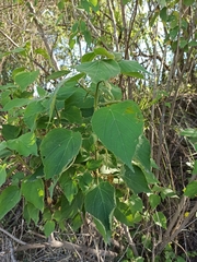 Acalypha