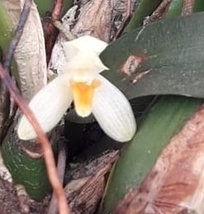 Maxillaria