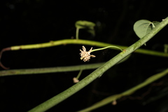 Streptothamnus moorei