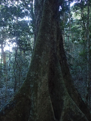 Heritiera trifoliolata