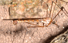 Tipula trivittata