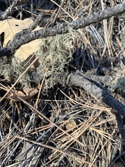 Usnea hirta