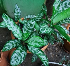 Aglaonema commutatum