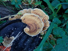Trametes flavida