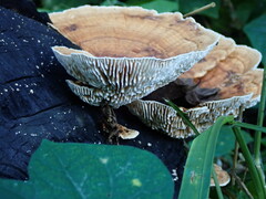 Trametes flavida