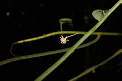 Streptothamnus moorei