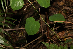 Streptothamnus moorei