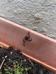 Eupoecila australasiae