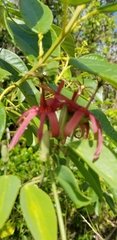 Passiflora cupraea