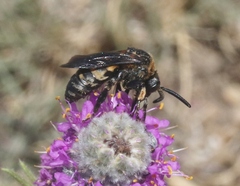 Brachymelecta interrupta