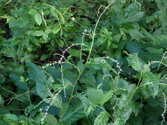 Petiveria alliacea
