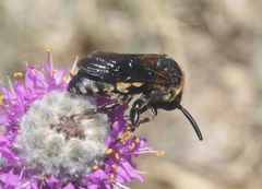 Brachymelecta interrupta