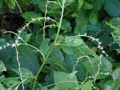 Petiveria alliacea