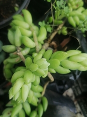 Sedum morganianum