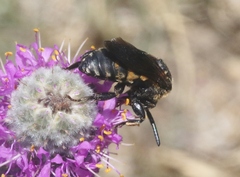 Brachymelecta interrupta