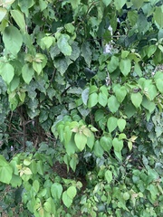 Bougainvillea spectabilis