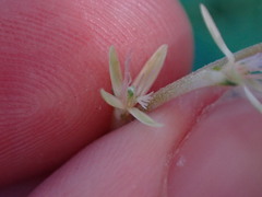 Petiveria alliacea