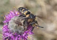 Brachymelecta interrupta