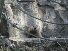 Marmota monax