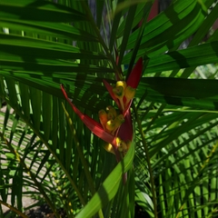 Heliconia psittacorum