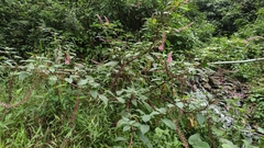 Phytolacca rivinoides