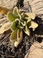 Verbascum thapsus