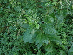 Petiveria alliacea