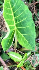 Xanthosoma robustum