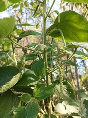 Acalypha