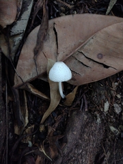 Leucocoprinus
