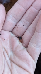 Amphasia interstitialis