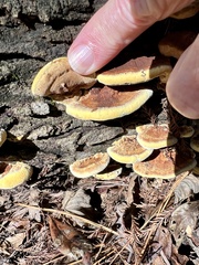 Fuscoporia
