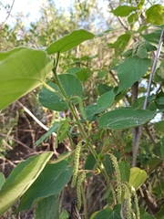 Acalypha